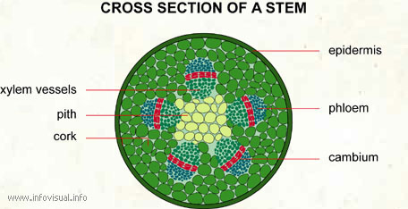 Cross section of a stem  (Visual Dictionary)